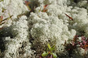 Reindeer lichen. Image: Marta Alonso-Garcia​