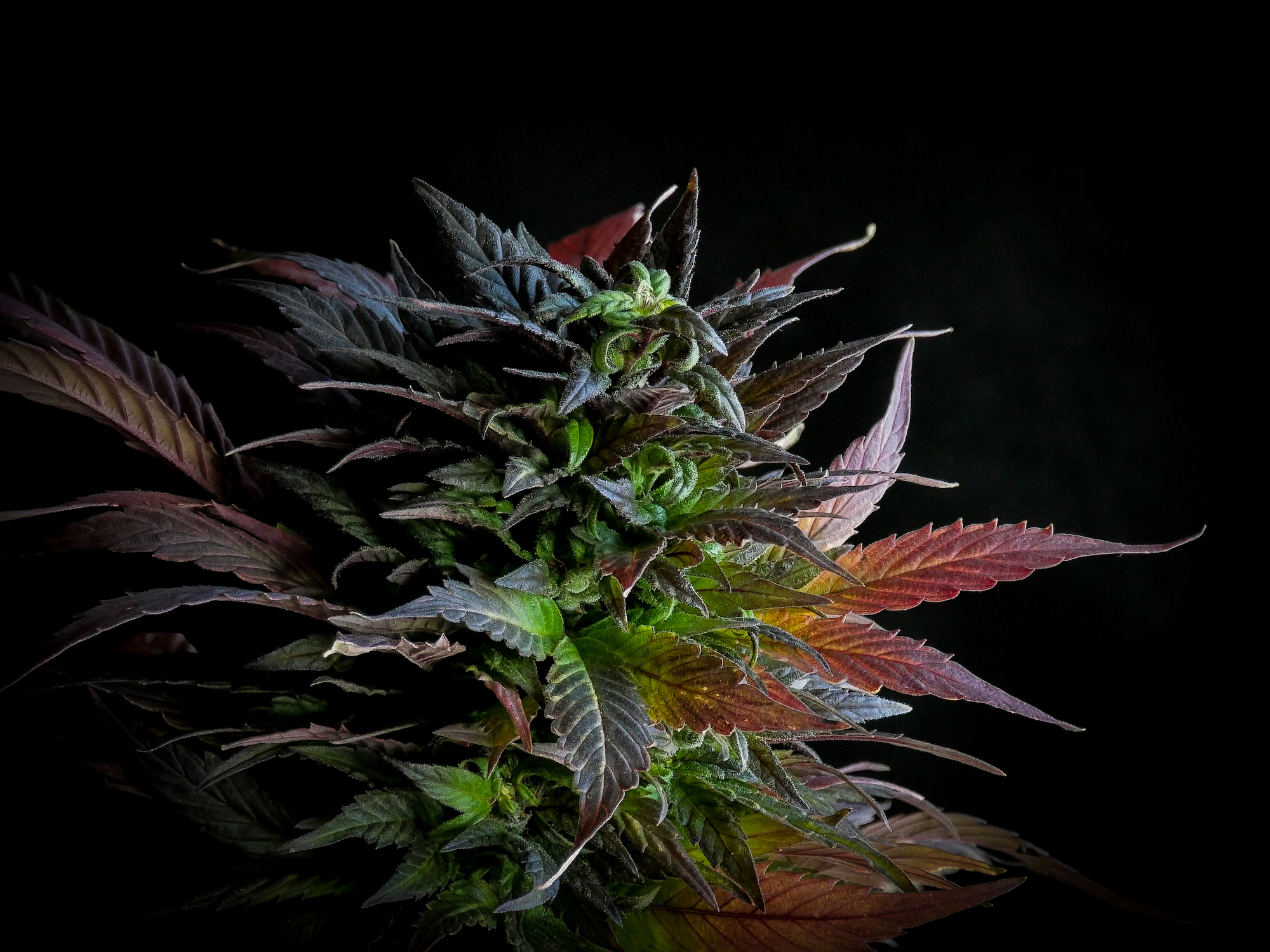 Afghanistan: A Cannabis Fortress - Close up de un cogollo verde y rojo.