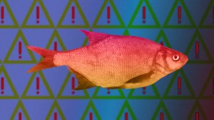 phishing cos'è