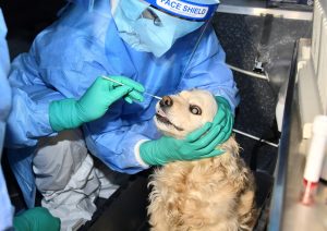 개 고양이 코로나19 검사 강아지
