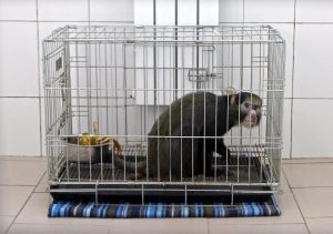 Monyet albino hasil bleaching Irfan Hakim Marak Terjadi di jual beli primata Indonesia