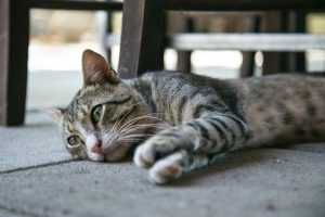 Lelaki di Batam Bunuh Kucing untuk Jadi Obat Penurun Tekanan Darah Tinggi Ditangkap Polisi