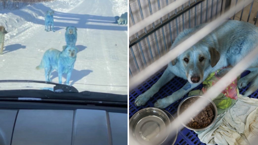 En Russie, des chiens bleus découverts près d’une usine chimique