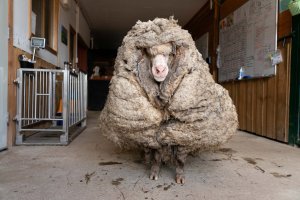 overgrown sheep