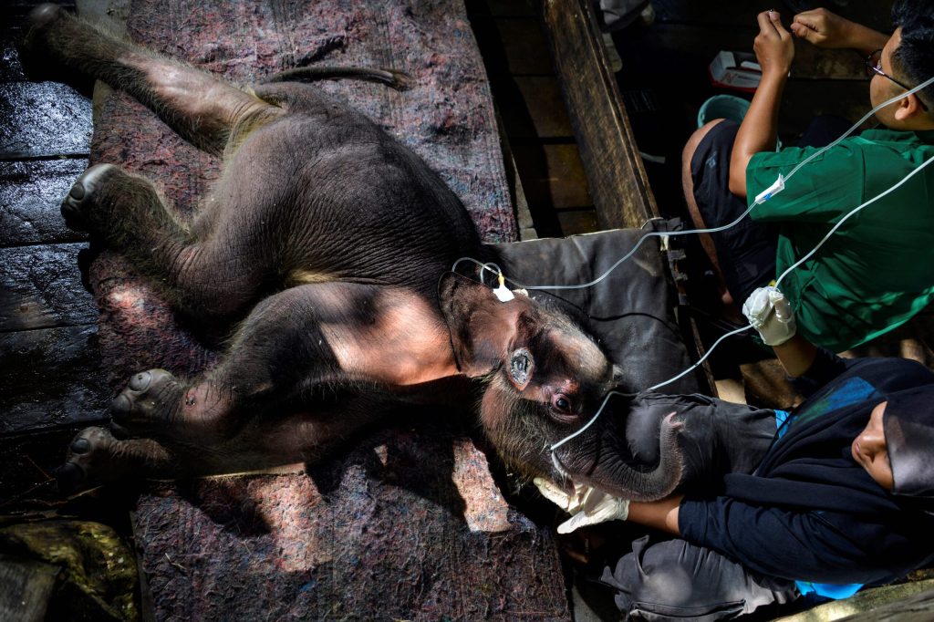 kisah viral Anak gajah Inong di Aceh mati setelah terjebak lumpur dua hari
