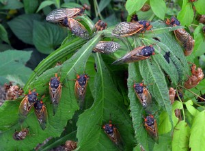 How to Prepare for the Summer’s Cicada Takeover