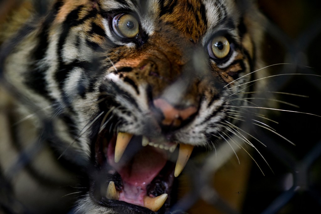 Meet One of the Last Traditional ‘Tiger Whisperers’ in Indonesia