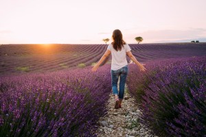 France, Valensole, back view of woman walking between blossoms of lavender field at sunset - stock photo