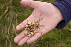 magic mushrooms
