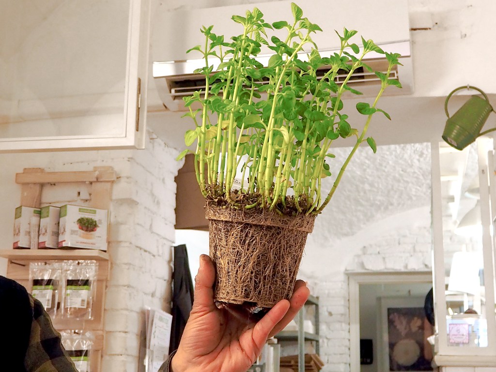 Hoe je voorkomt dat je kruidenplantjes uit de supermarkt meteen doodgaan