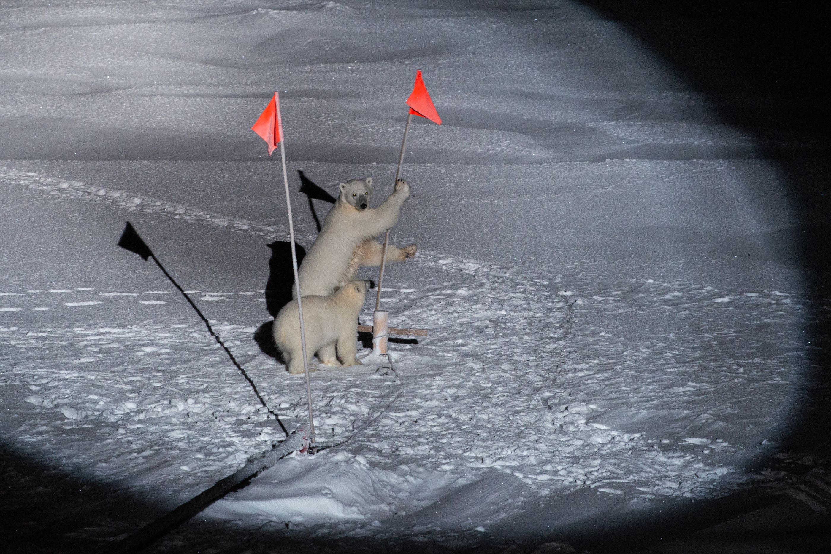 polar bears holding flags