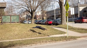 person laying on a lawn in the suburbs