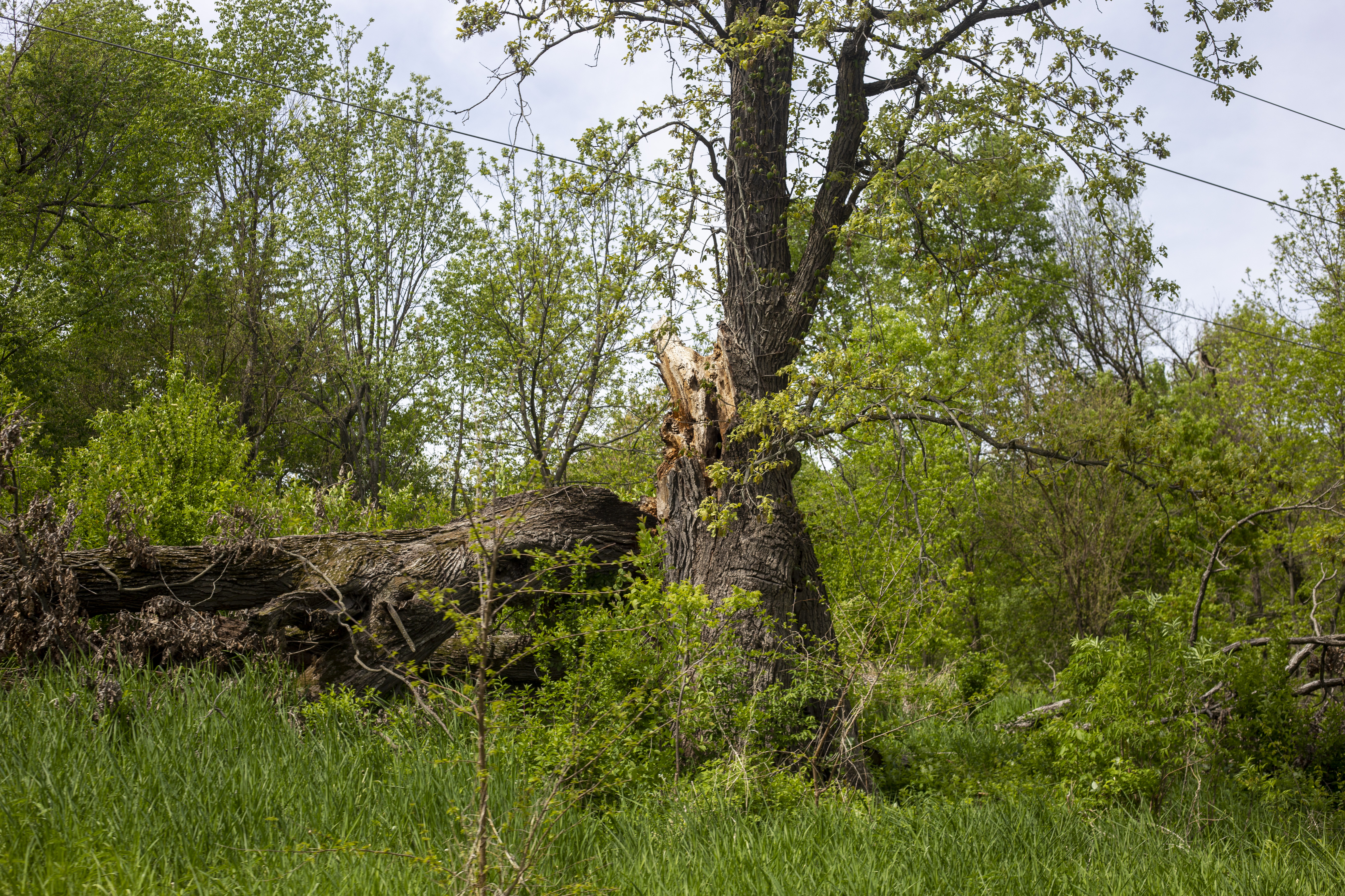 broken tree trunk in the grass