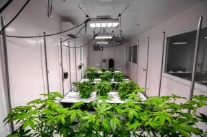 medical cannabis uk