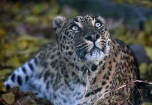 india, leopard attack, man-beast conflict, environment, development,kashmir