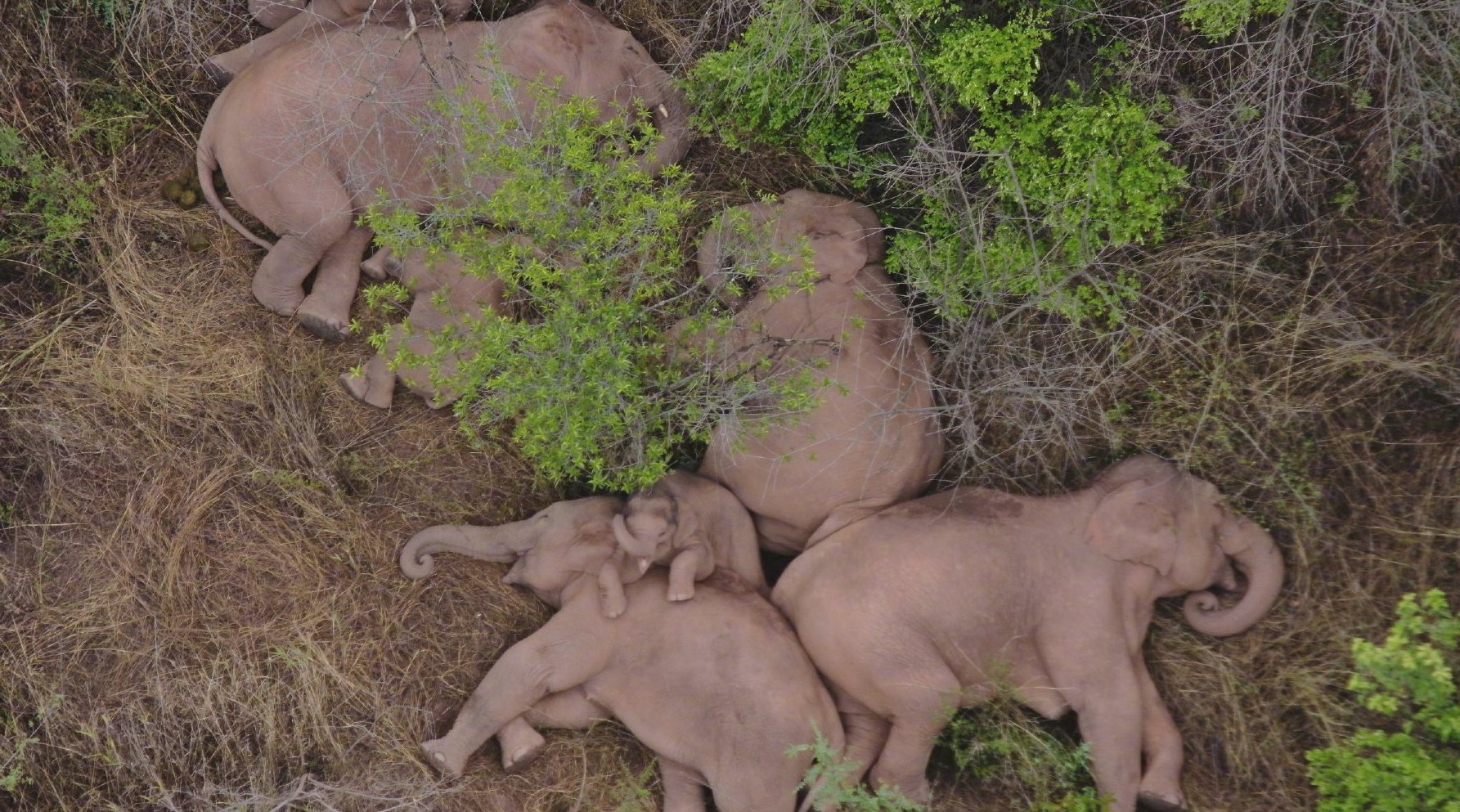 yunnan elephants 2.jpeg