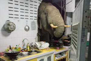 Viral video Gajah Taman Nasional Kaeng Krachan Thailand jebol tembok dapur warga cari makan