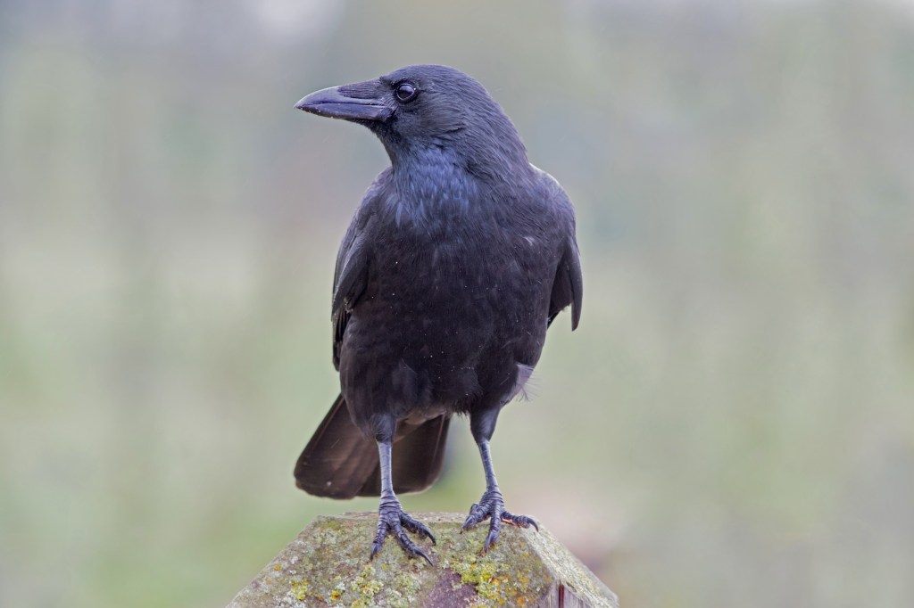Acadia University Aggressive Crow Warning