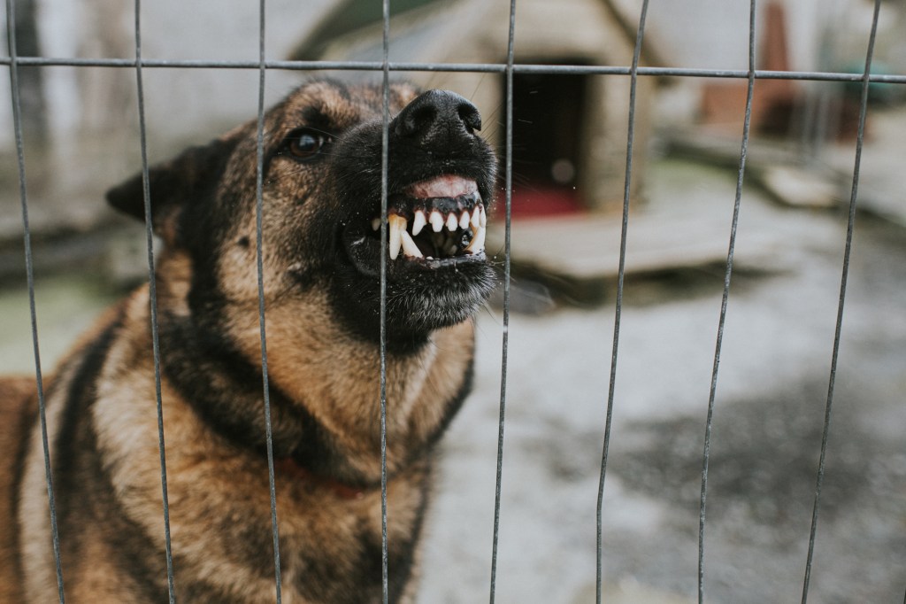 A Police Dog Training Facility Has the Same Name as Hitler’s Bunker and It’s Not Being Changed