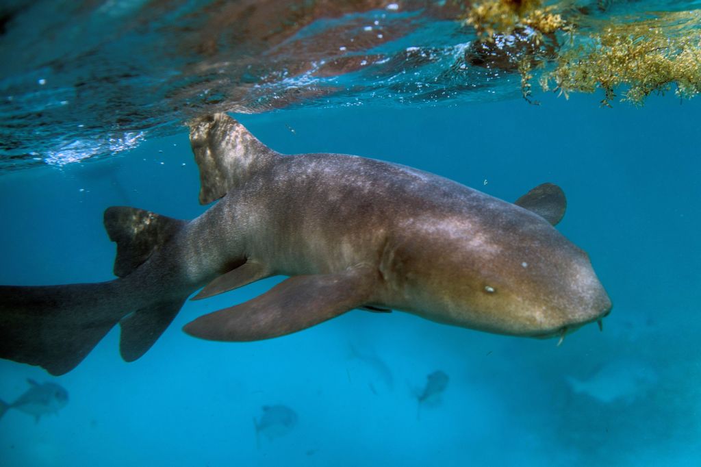 Hundreds of Sharks Are Swarming People’s Backyards Because of a Toxic ‘Red Tide’