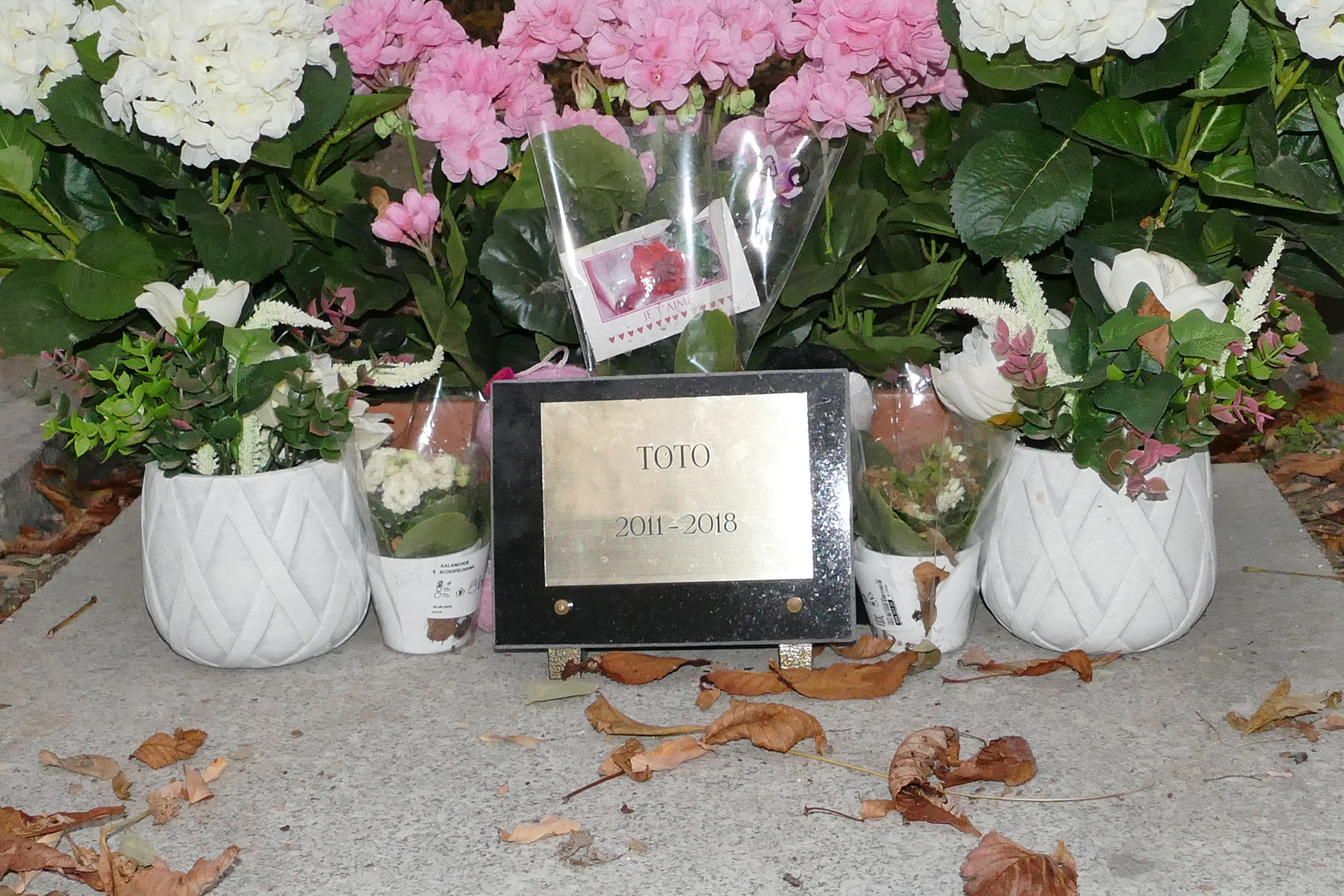 cimitir de caini din franta, cimitir de caini