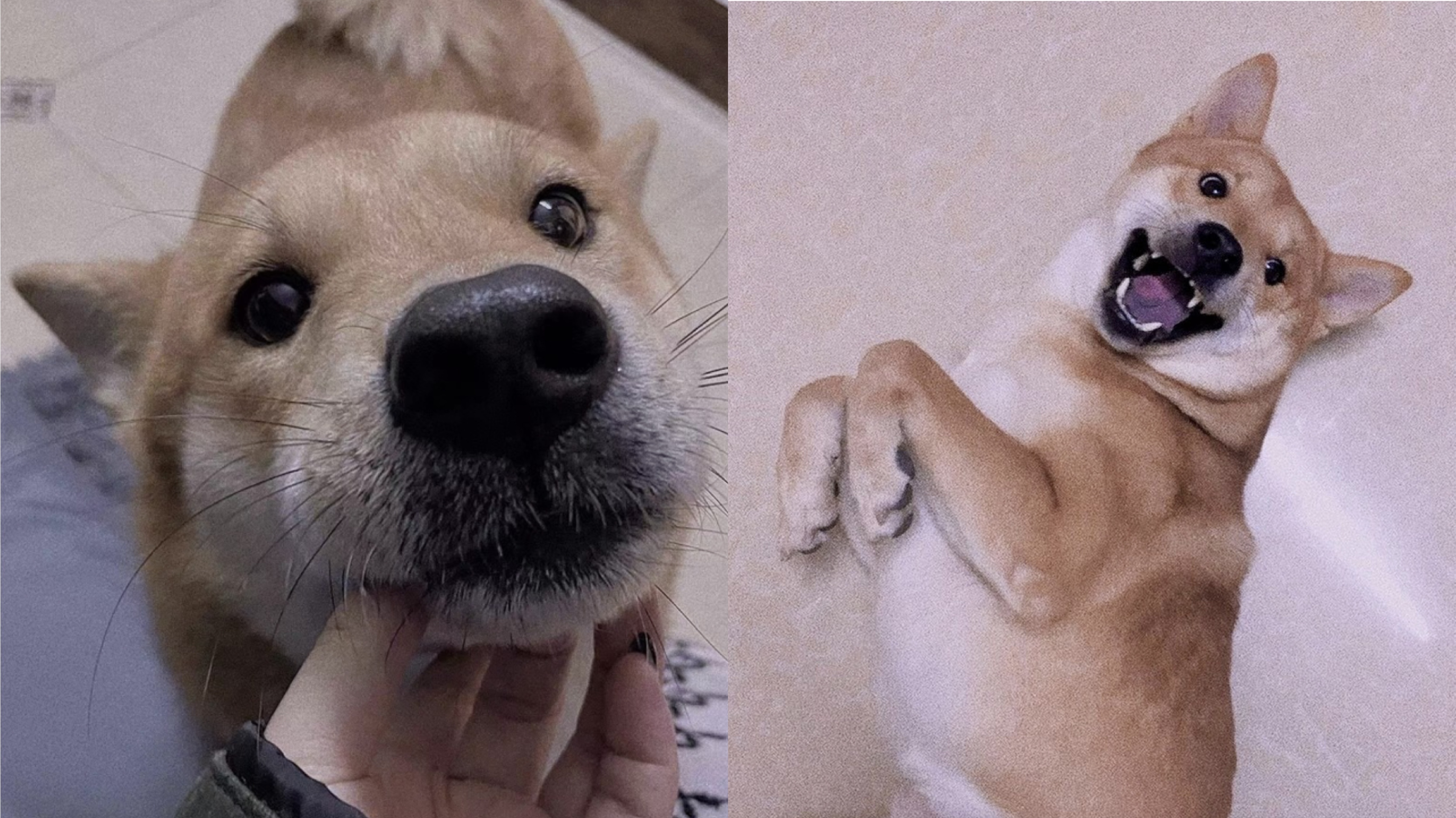 china stolen dog