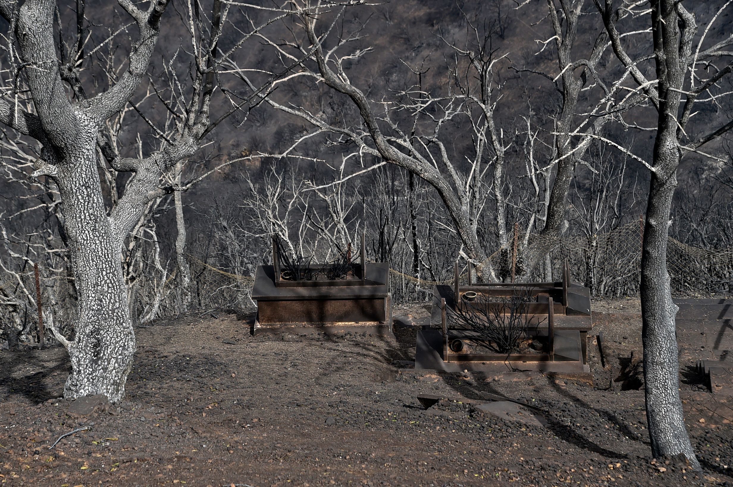 Charred trees are seen following a wildfire in Tizi Ouzou. Photo: RYAD KRAMDI/AFP via Getty Images