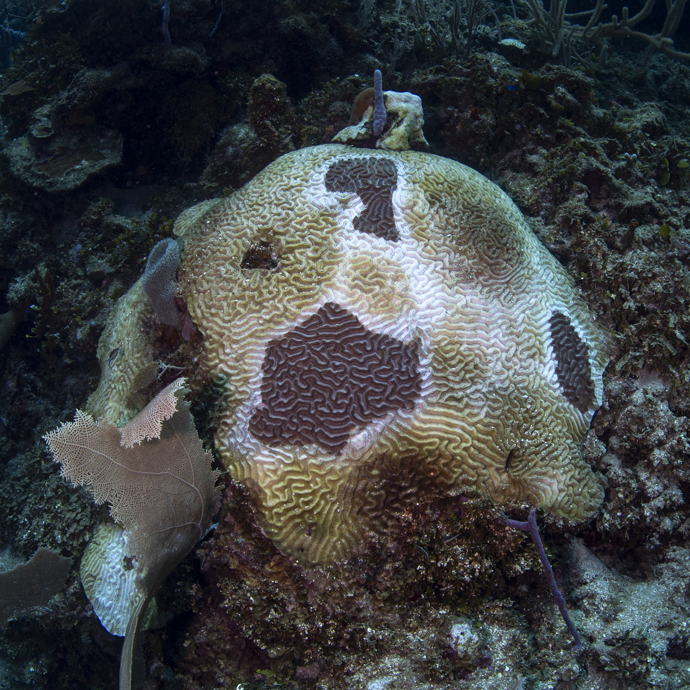 The first sign that a coral is infected is the appearance of a small lesion where the tissue, or the skin, is absent, revealing the bone. Patric Lengacher/Roatan Marine Park