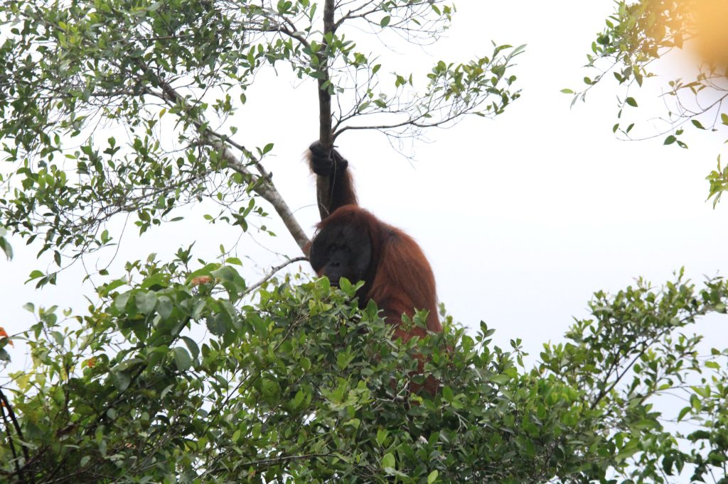 Alasan Moratorium Sawit Musti Diperpanjang: Kisah Warga & Orangutan Terhimpit Sawit