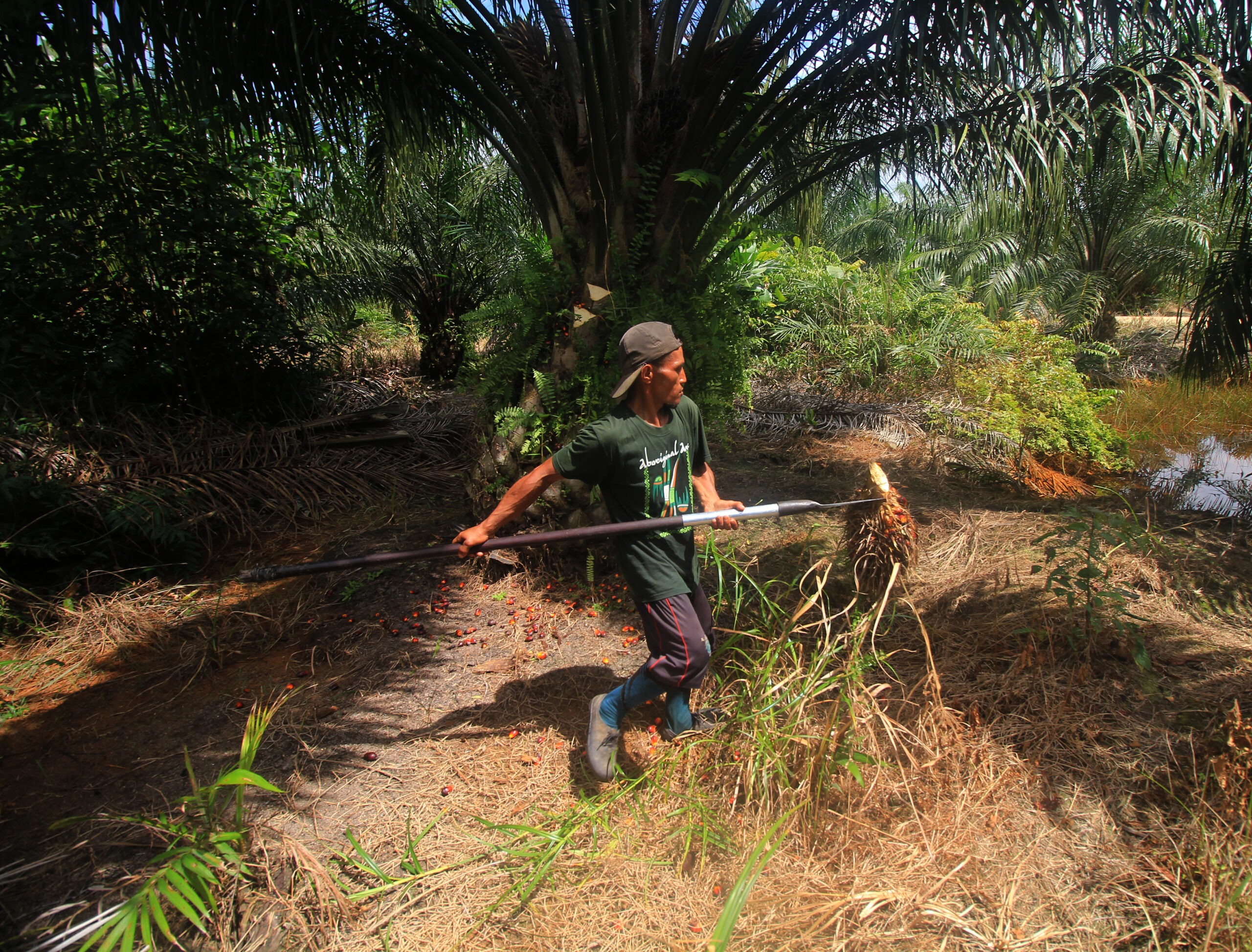 Pekerja di kebun sawit sebelah desa Sekonyer (Kalteng Pos_Agus Pece).JPG