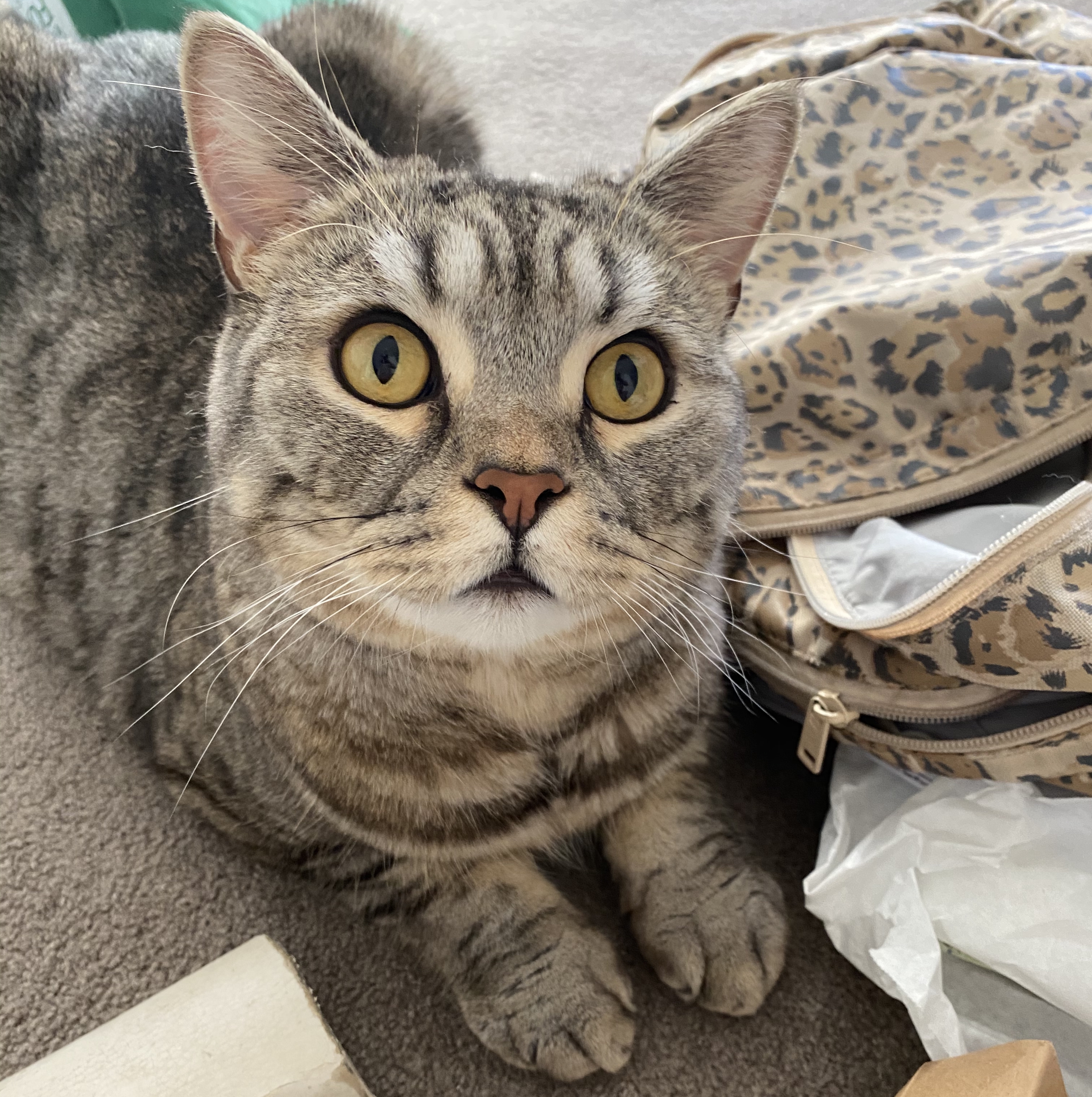Pixel, a cat Madolline Gourley met while she was catsitting in Sydney.