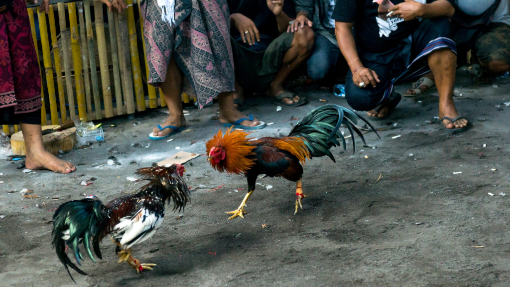 Penelitian Asia for Animals 2021 Sebut Konten Video Penyiksaan hewan di Internet Paling Banyak Berasal dari Indonesia
