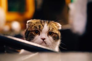 Rafeles Simanjuntak Jagal Kucing di Medan Divonis 2,5 Tahun Penjara