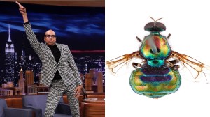 Australian scientists name soldier fly species after drag queen RuPaul Charles insects science