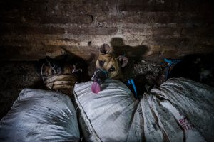 Rumah jagal daging anjing d Bantul digerebek polisi berkat aduan pecinta binatang