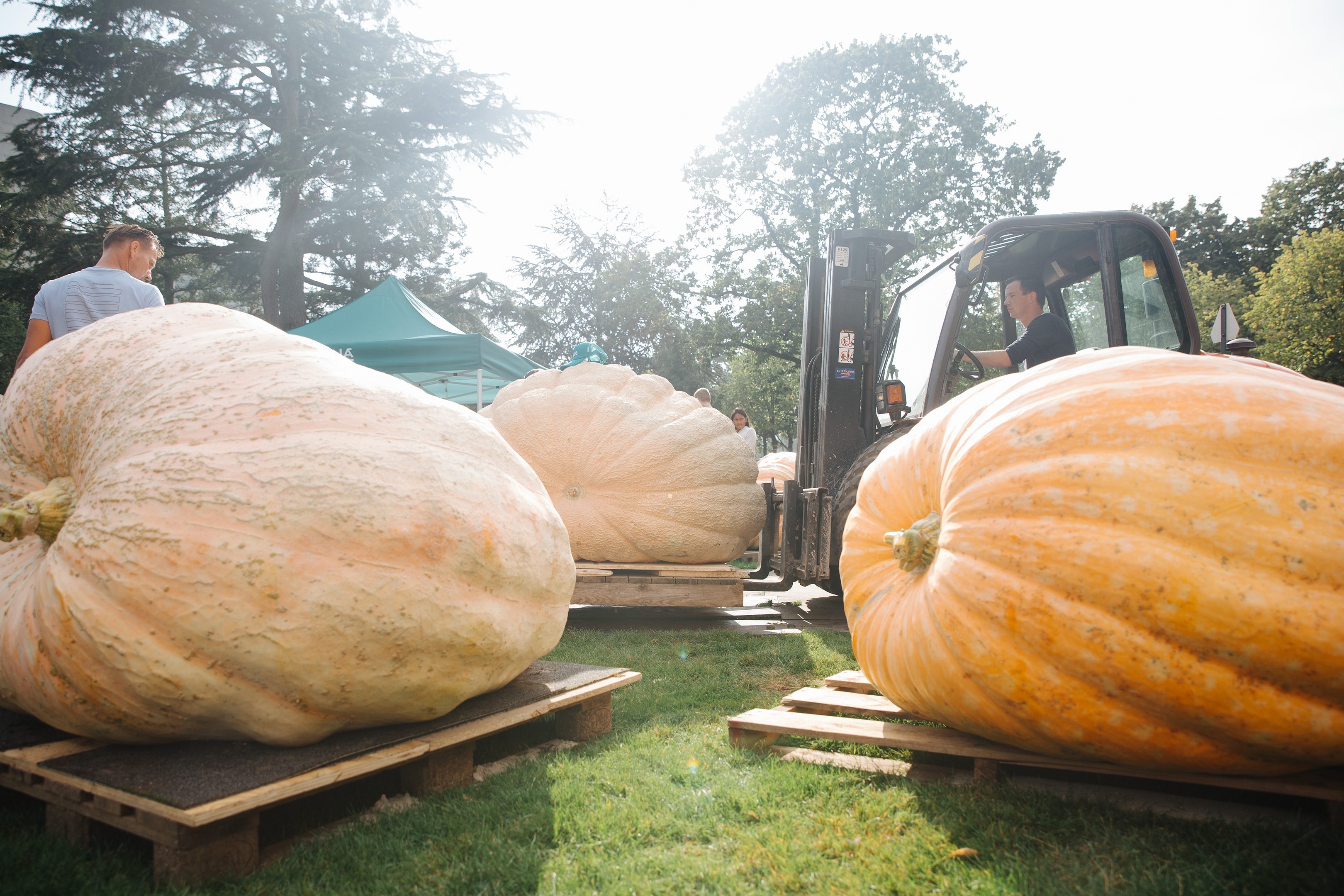 Raymond van Mil, Netherlands, pumpkins - three very large, light orange pumpkins resting on wooden pallets, one being lowered by a fork lift truck.