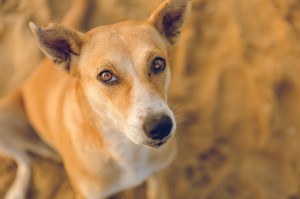 Kerusuhan Besar di Kota Mumbai India Pada Abad 19 Dipicu Pembantaian Anjing Jalanan