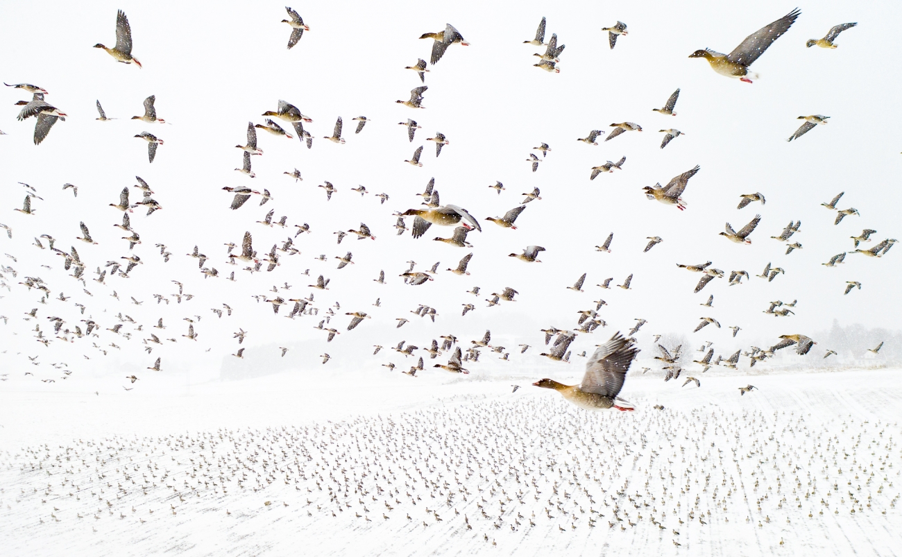 Gansos encontrándose con el invierno Drone Photography Awards