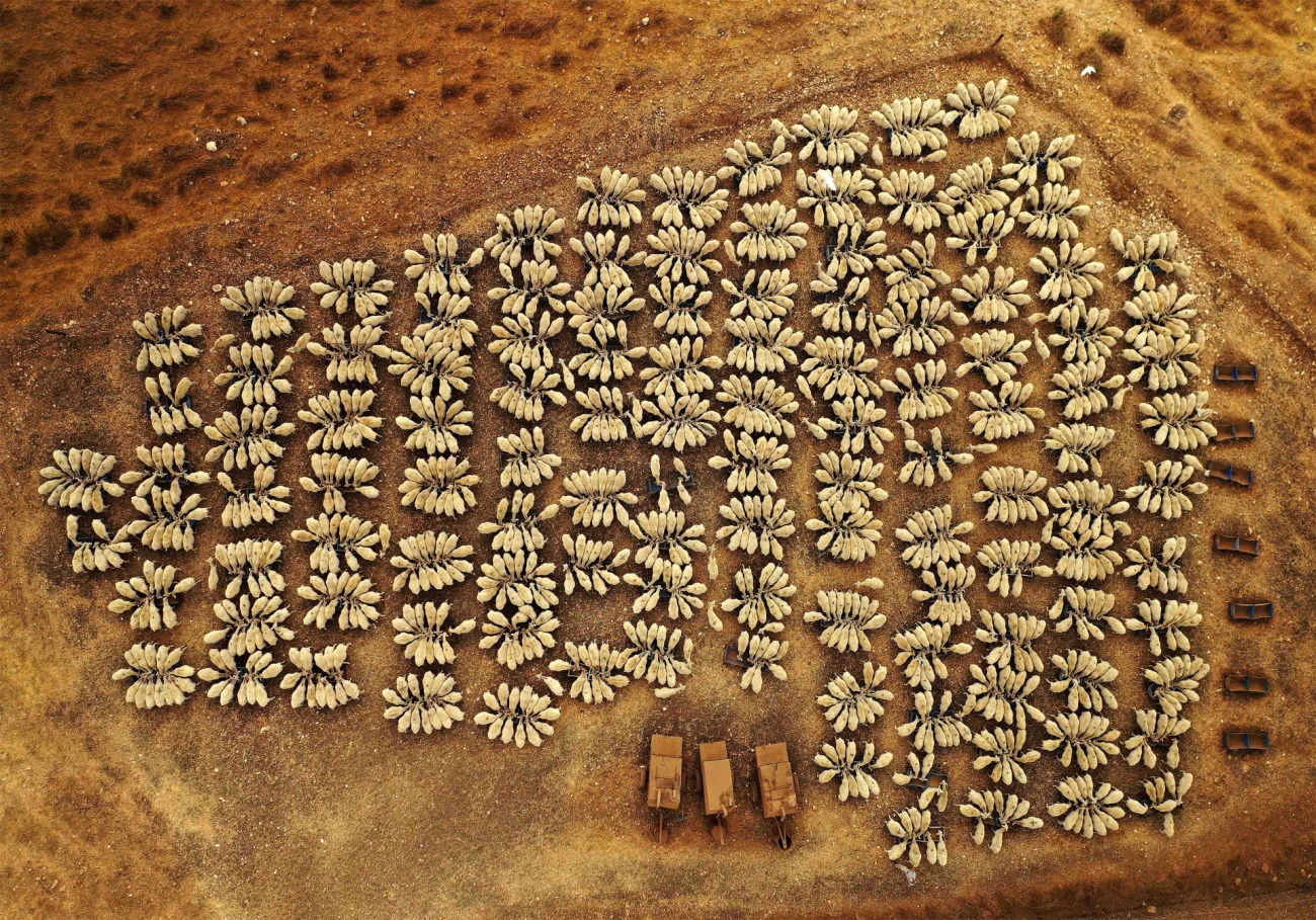 Congregación de ovejas Drone Photography Awards