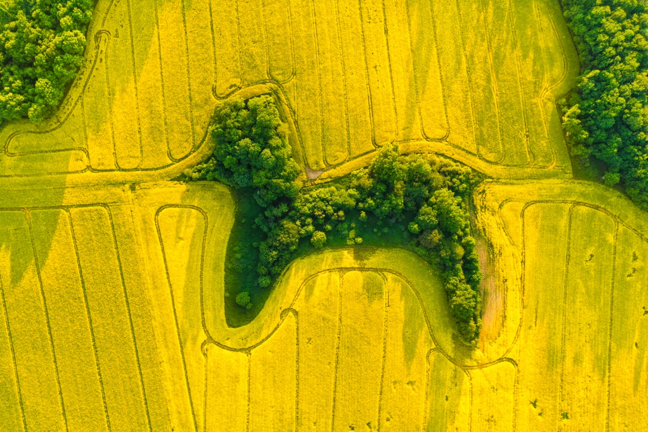 Poodle en canola. Drone Photography Awards