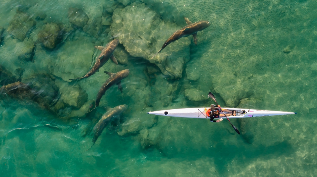 Compañero tiburón Drone Photography Awards