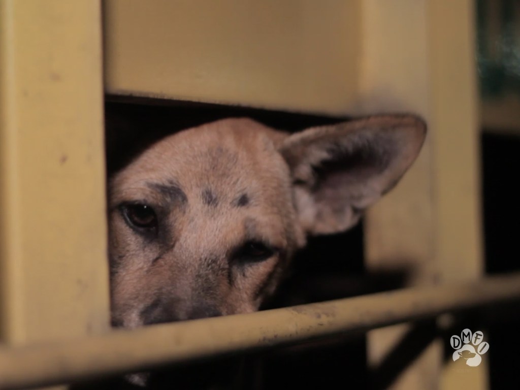Fotos escalofriantes del comercio de carne de perro en Indonesia
