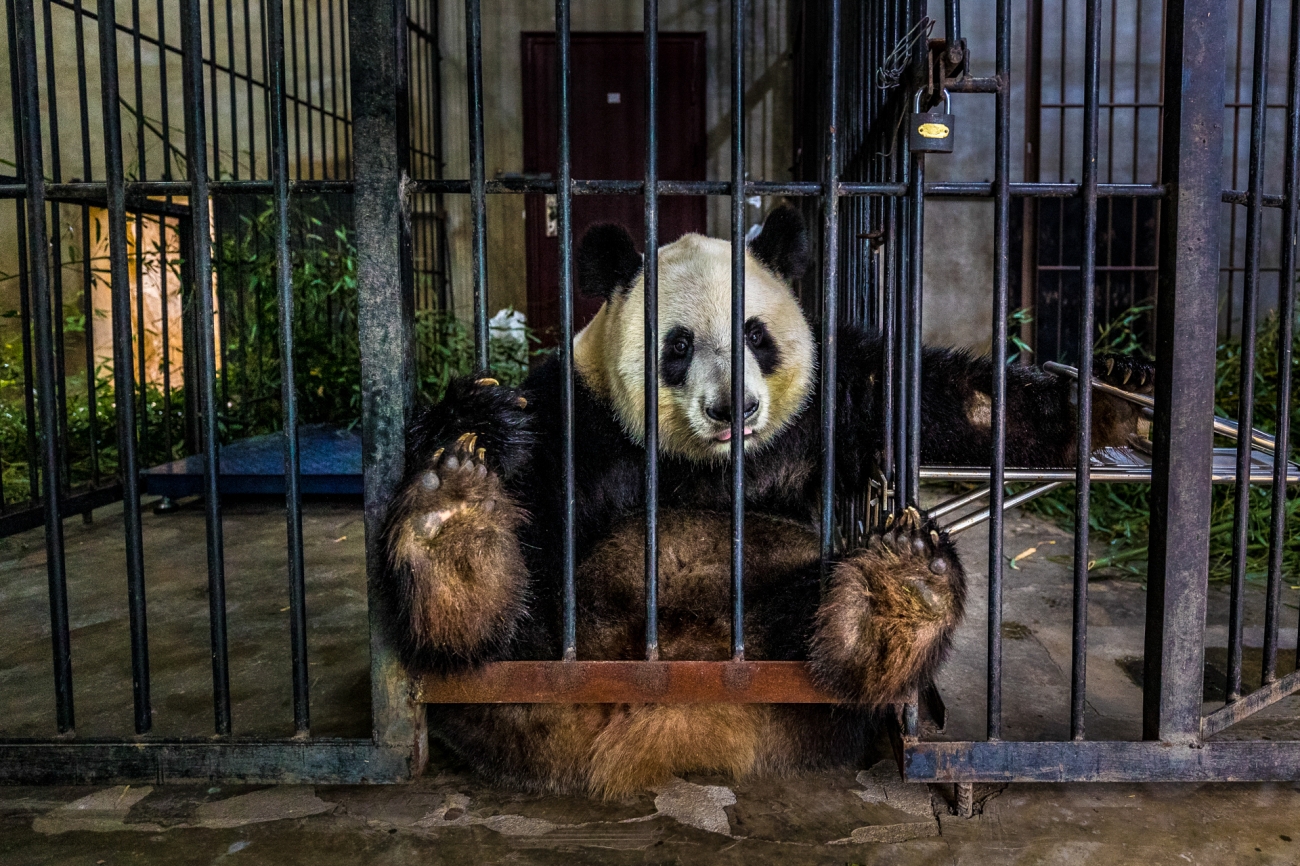 In “Captive” by Marcus Westberg from Sweden, a giant panda used for breeding sits alone in a facility in Shaanxi, China. Photo: Marcus Westberg