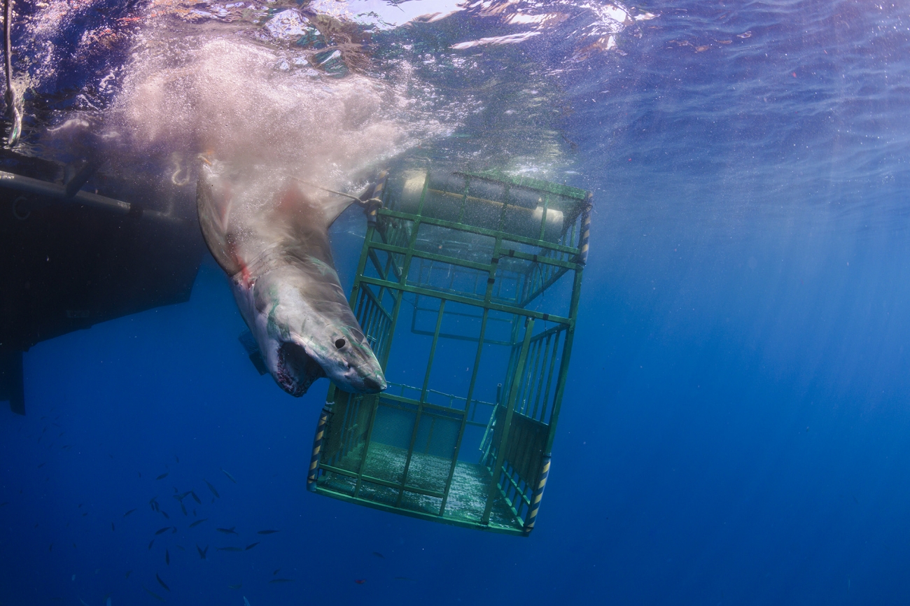 “A safe release for Everyone” by Alex Lindbloom shows a great white shark which accidentally smashed through a shark cage with three people inside, before being safely released. Photo: Alex Lindbloom