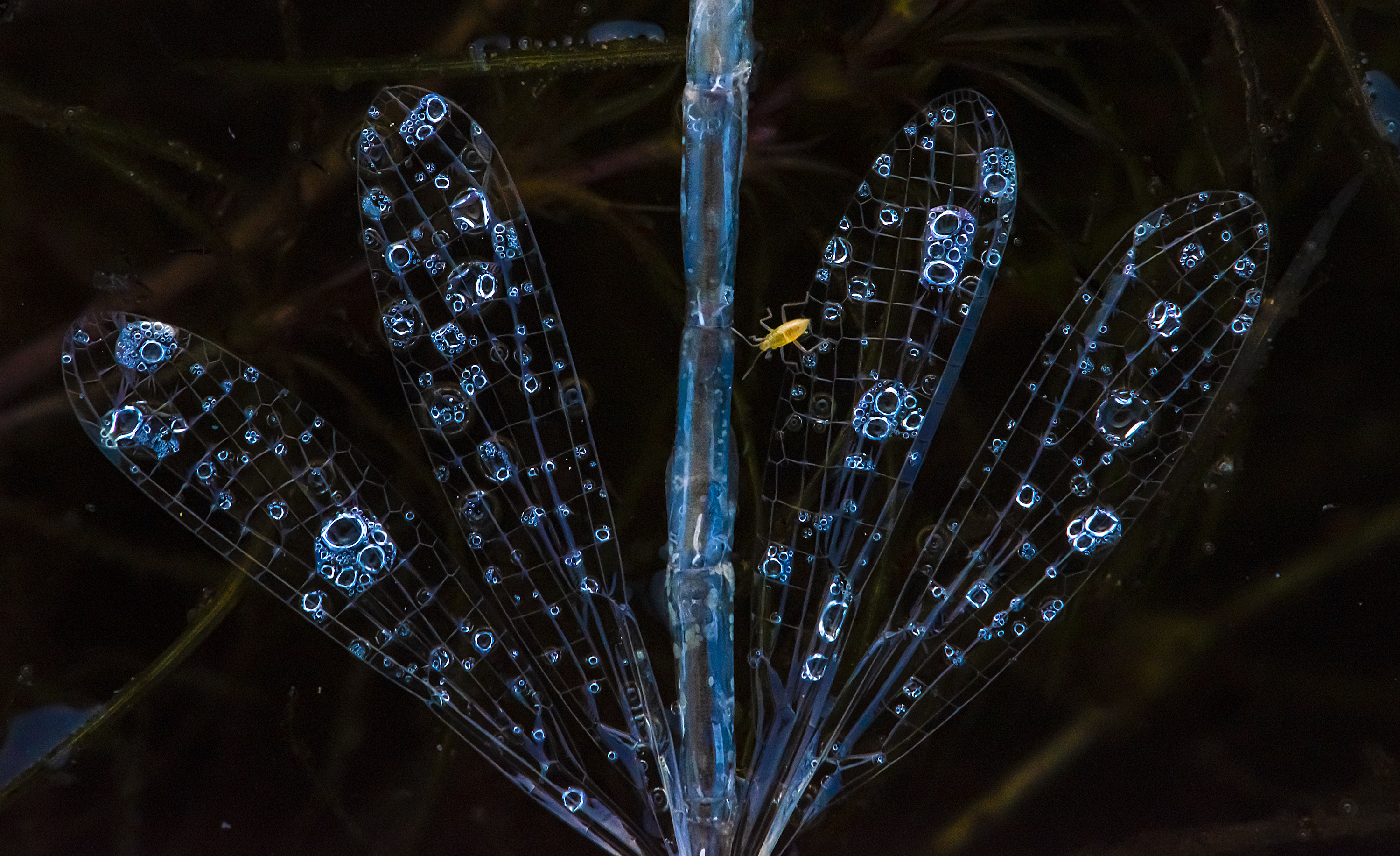 © Aniket Thopate-Damsel in Dinner-CUPOTY03-Butterflies-3rd.jpg