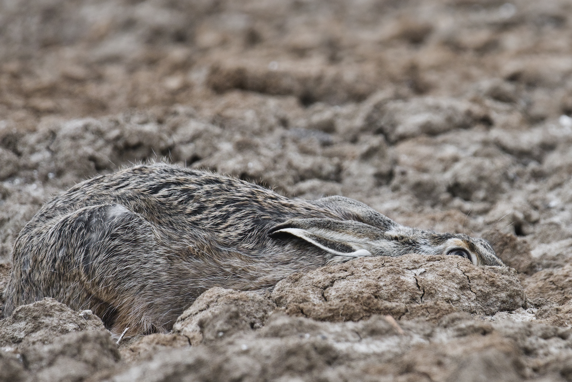 © Anton Trexler-Hidden-CUPOTY03-Young-3rd.jpg