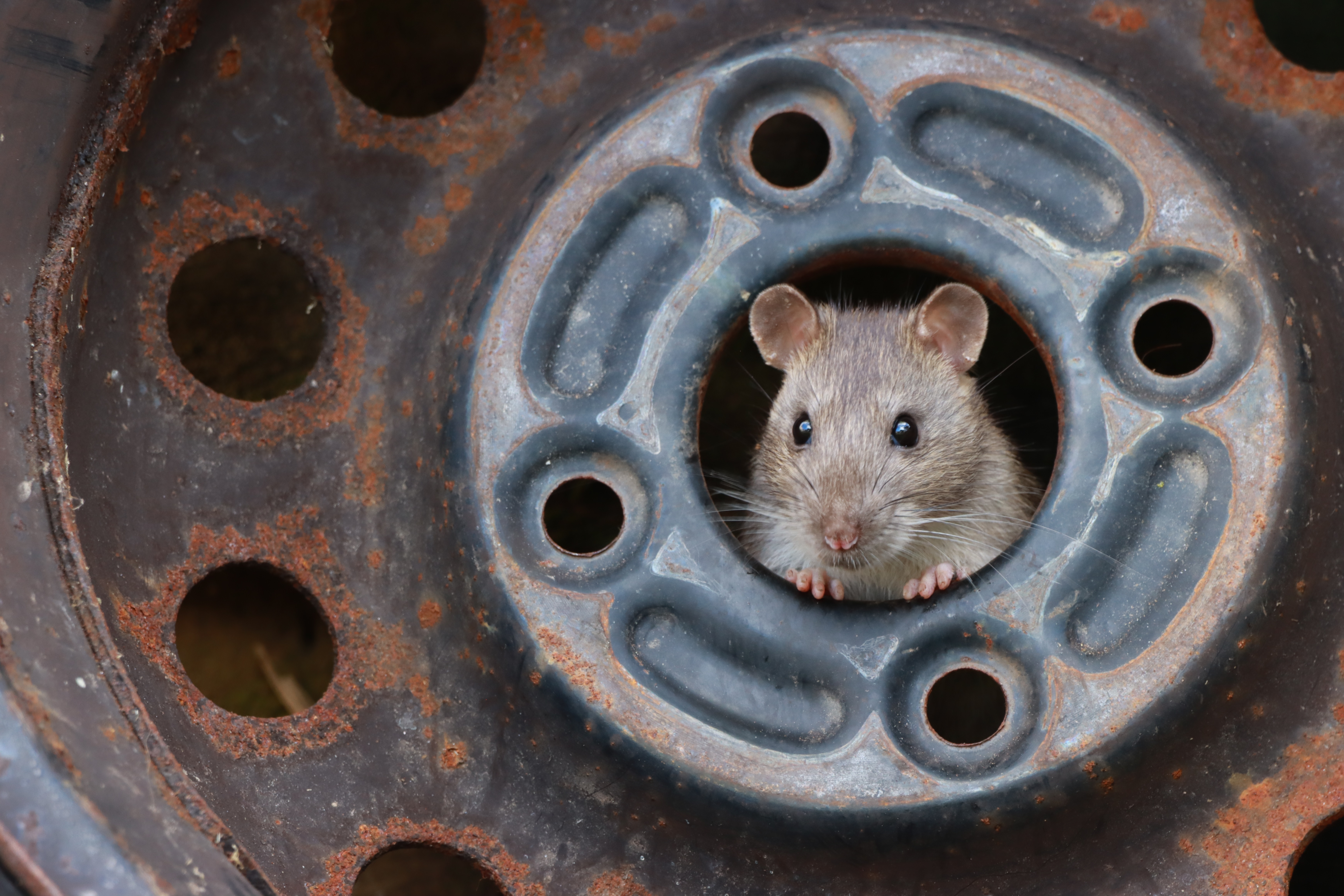 © Ezra Boulton-Rat in Tyre Hub-CUPOTY03-Young-1st.jpg