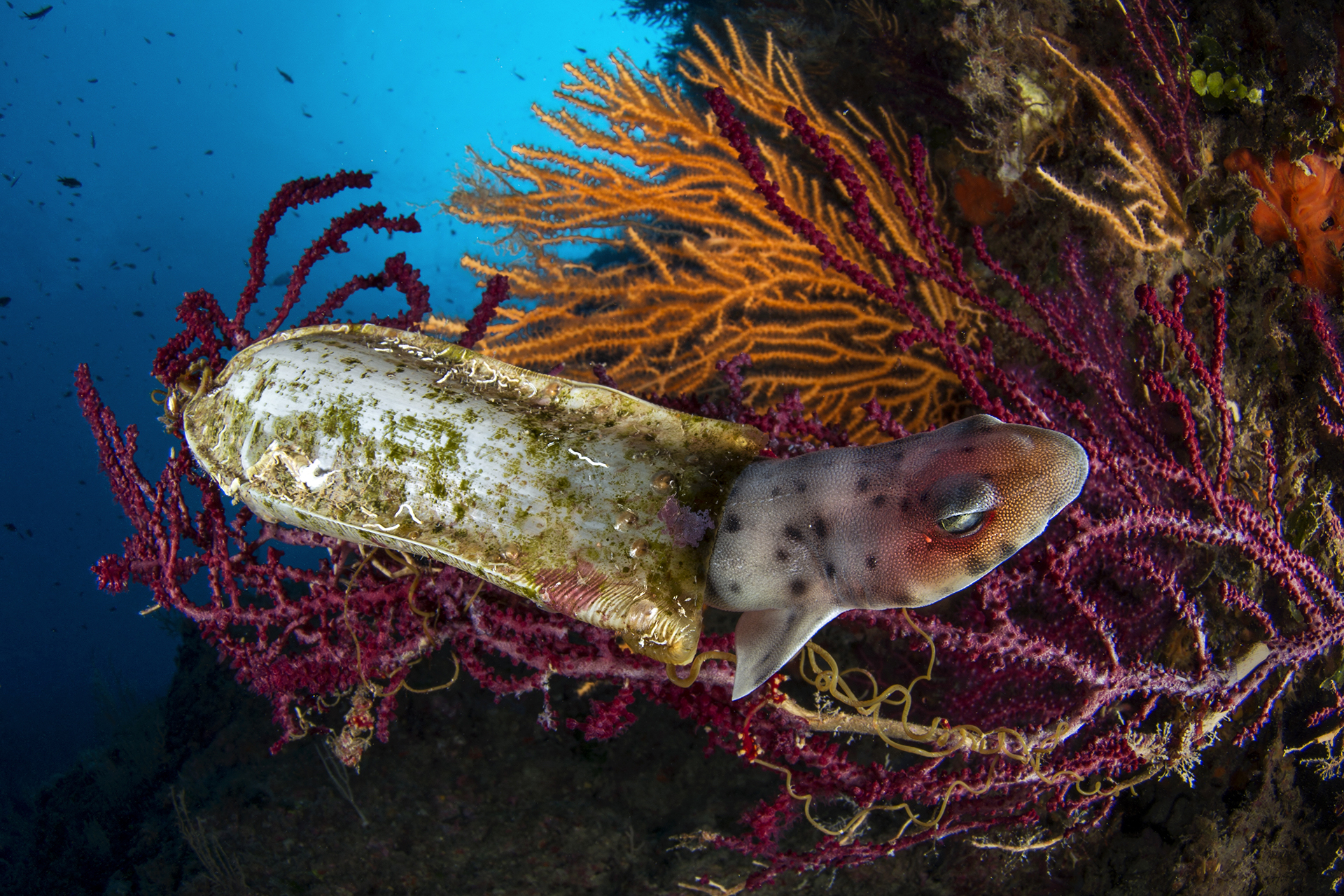 © Filippo Borghi-The Birth-CUPOTY03-Underwater-2nd.jpg