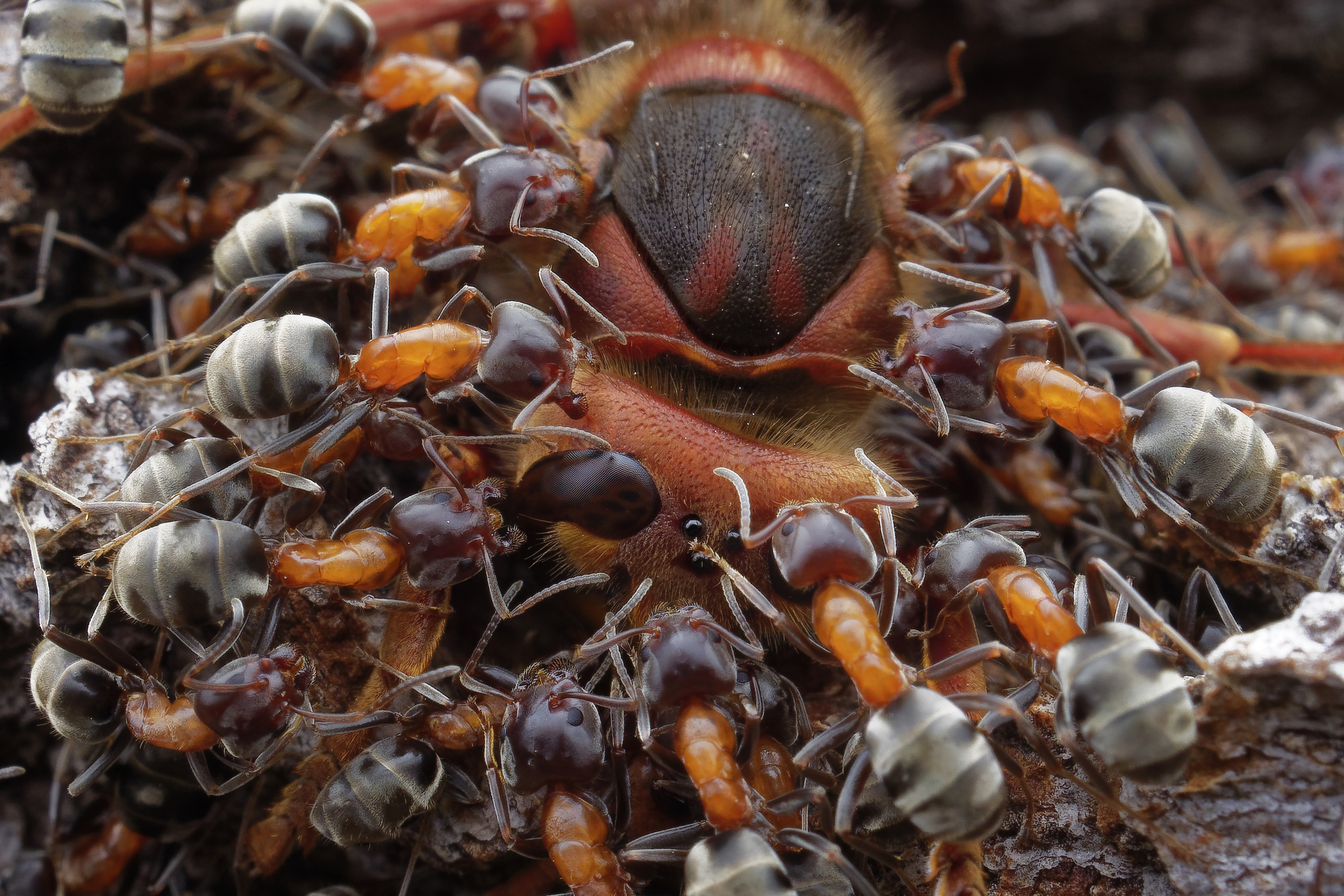 © Petr Bambousek-Ants and Hornet-CUPOTY03-Insects-2nd.jpg