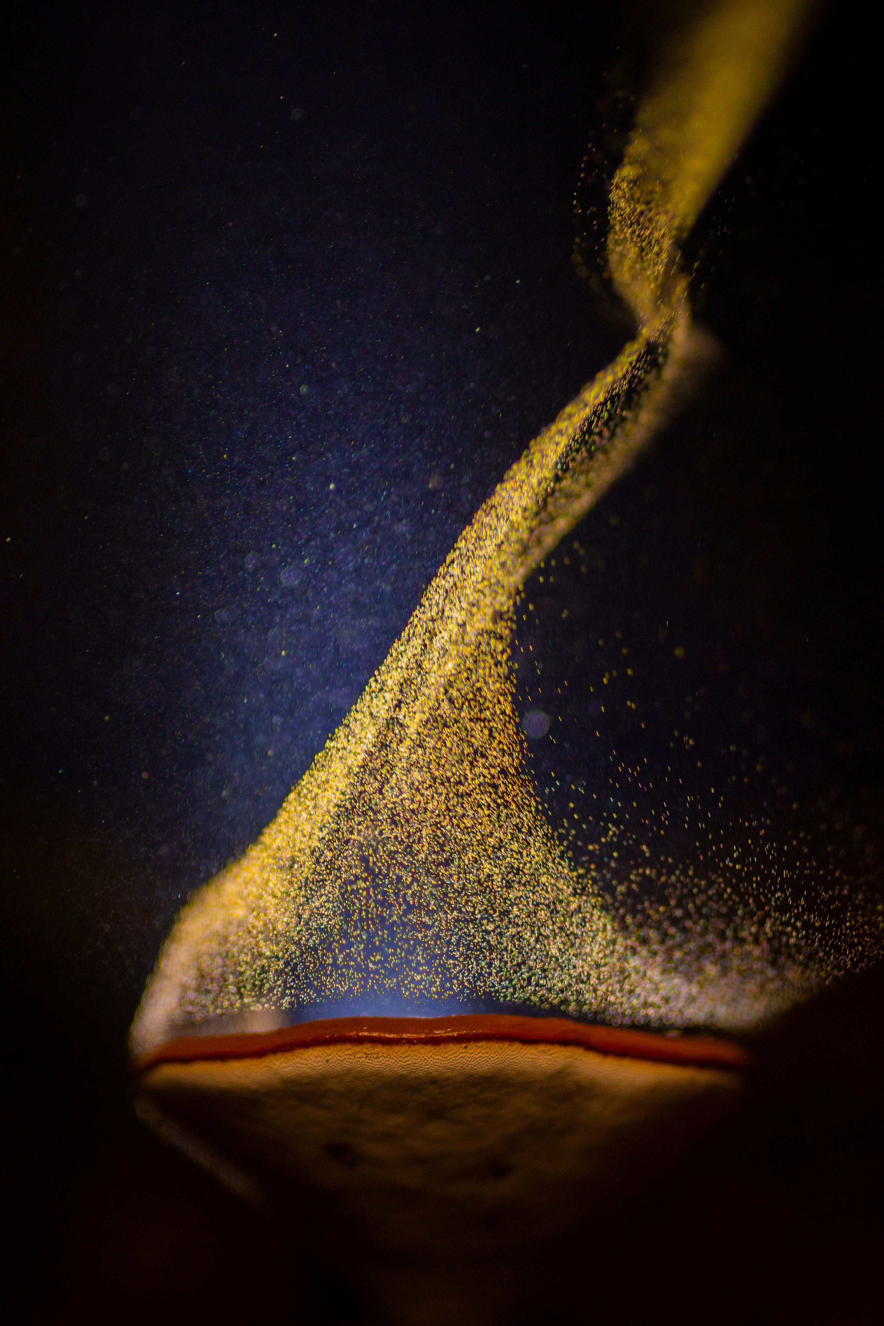 © Sarang Naik-The Goblet Of Fire-CUPOTY 03-Plants Finalist.jpg